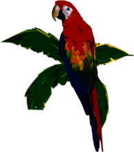 parrot