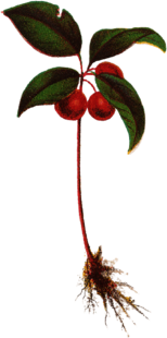 Checker Berry Plant Vintage Illustration