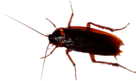 Cockroach