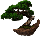 Bonsai on Stone Plate