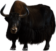 Yak
