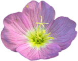 Pink Buttercup