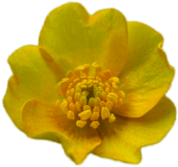 Buttercup