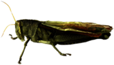 Grasshopper