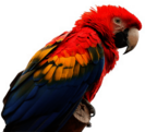 Macaw Bird