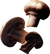 Paris Mushroom
