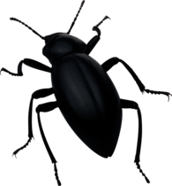 Black Bug