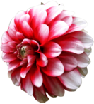 Dahlia White Pink