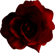 Large Red Rose