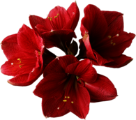 Red Orchids