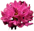 Pink Rhododendron