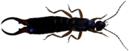 Dark Earwig