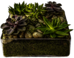 Glass Container With Succulents