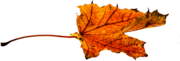Autumn Yellowish Leaf
