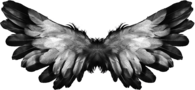 Angel Wings Feathers