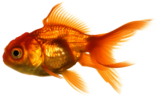 Large Gold Fish