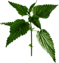 Nettle Plant