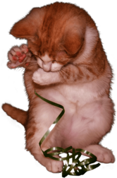 Cat Kitten Playing With Ribbon