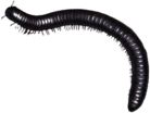 Millipede Illustration