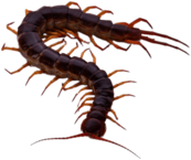 Brown Centipede With Orange Legs