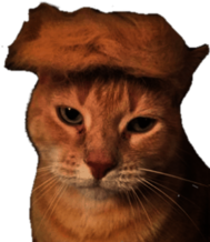 Trump Cat