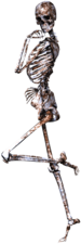 Skeleton on One Leg