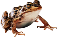 Brown Frog