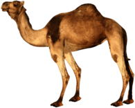 Dromedary
