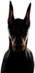 Doberman Head