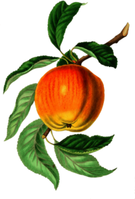 Vintage Apple Illustration
