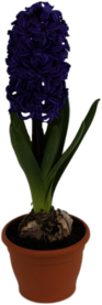 Potted Hyacinth