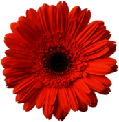 Orange Gerbera
