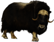 Musk Ox