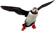 Flying Puffin