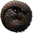 Rolled Up Pangolin