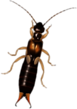 Earwig Illustration