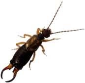 Earwig