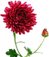 Chrysanthemum