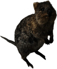 Friendly Quokka