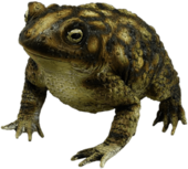 Rubber Toad