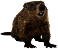 Groundhog Front View