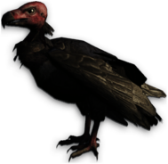 Vulture Red Head