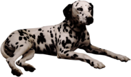 Dalmatian Lying Down