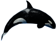 Killer Whale Jump
