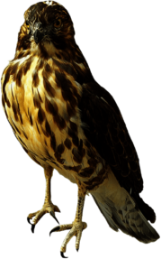 Falcon Standing