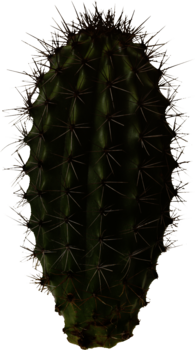 Isolated Cactus