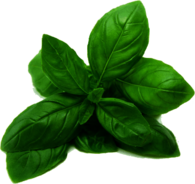 Basil