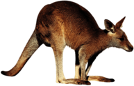 Kangaroo Right