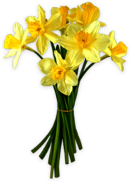 Daffodils Tied Together