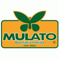 Mulato